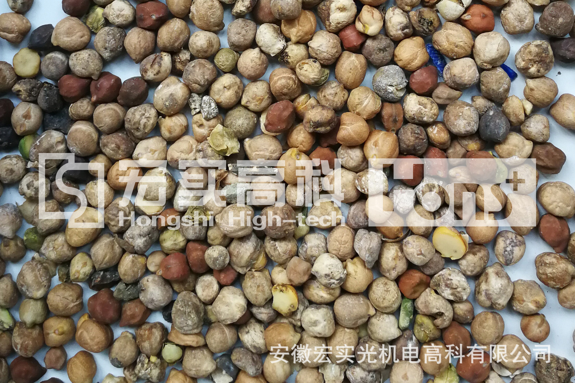 鷹嘴豆色選后不良品