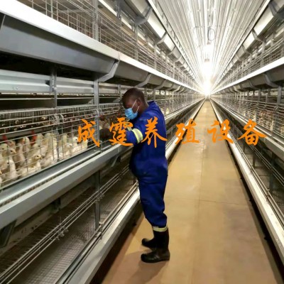 廠家供應 籠子類喂料設備 雞籠架 階梯式雞籠架 層疊式雞籠架