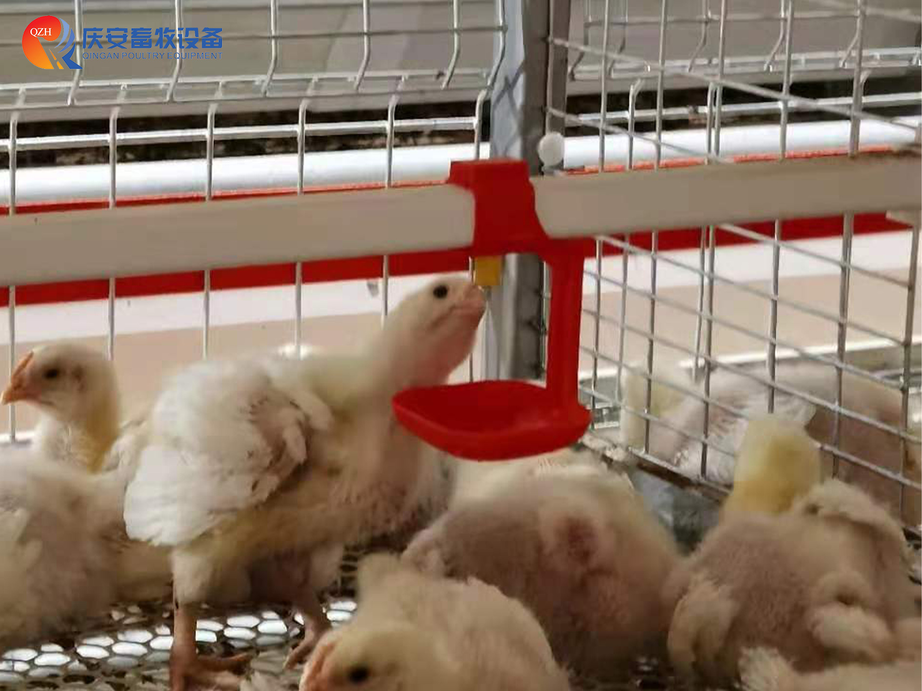 (第三行第二張)