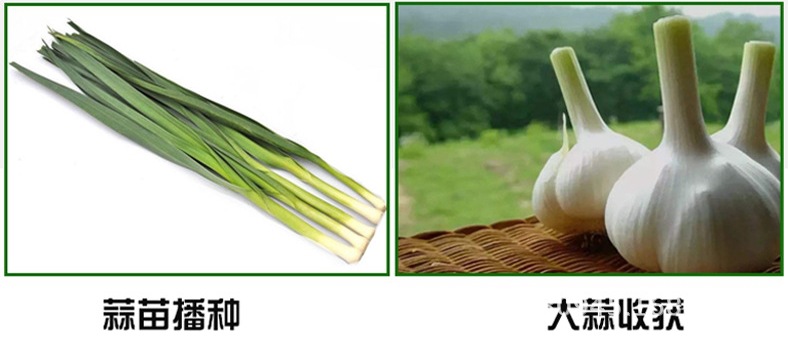 大蒜播種機13.jpg