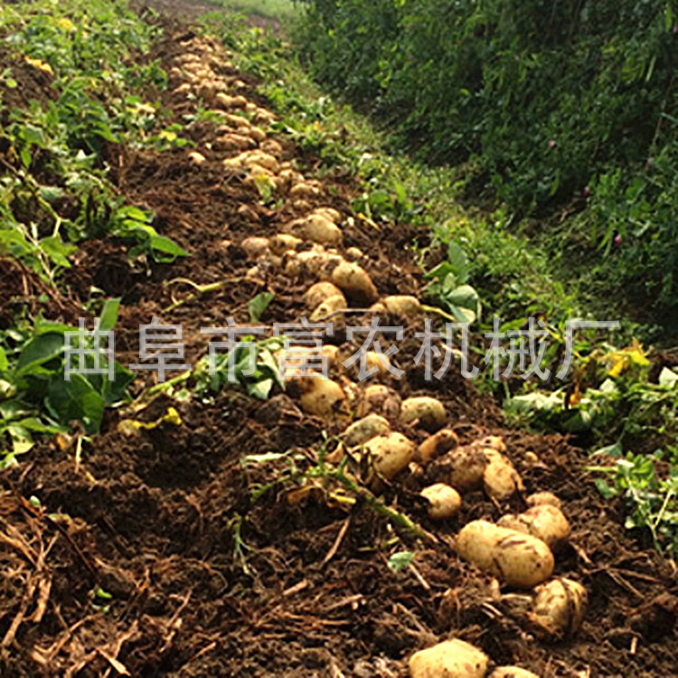 土豆收獲機(jī)