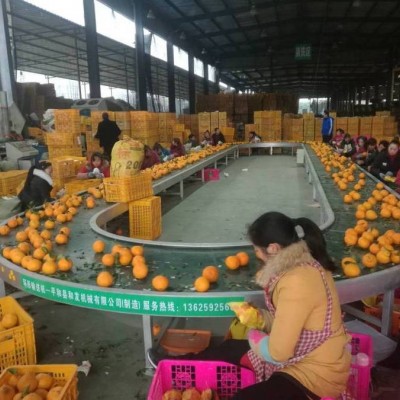 環(huán)形輸送機 流水線傳送帶分揀線 水果包裝挑選輸送帶 廠家供應