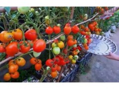 教你用番茄里的種子種植番茄