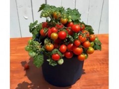 矮生小番茄種植全過程，簡單好種，適合新手