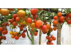 把小番茄切片埋在土壤里會發(fā)生什么？想不到小番茄這么好種植！