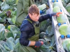 外國農(nóng)業(yè)機(jī)械化摘卷心菜，看起來很先進(jìn)